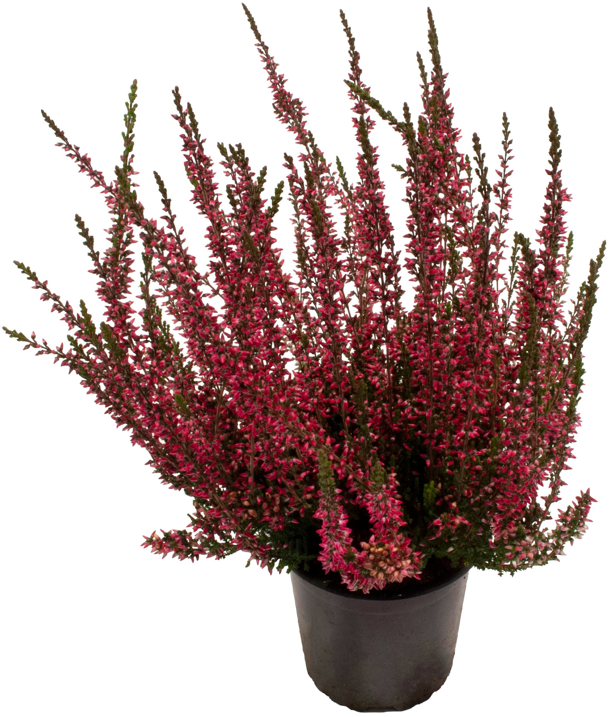 Ljung Calluna Garde