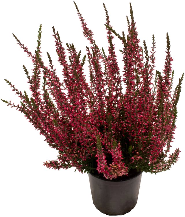 Ljung Calluna Garde