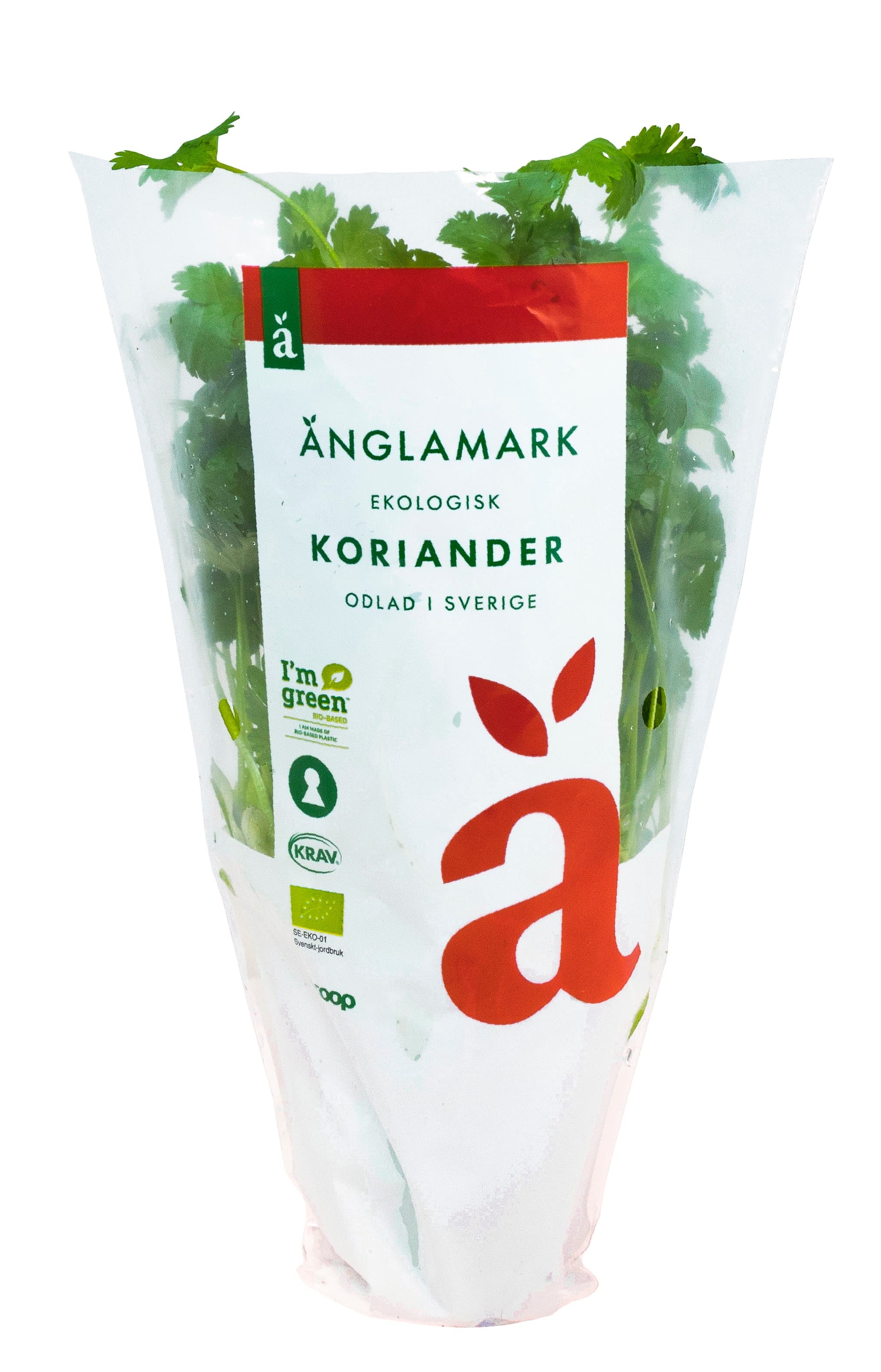 Koriander Eko