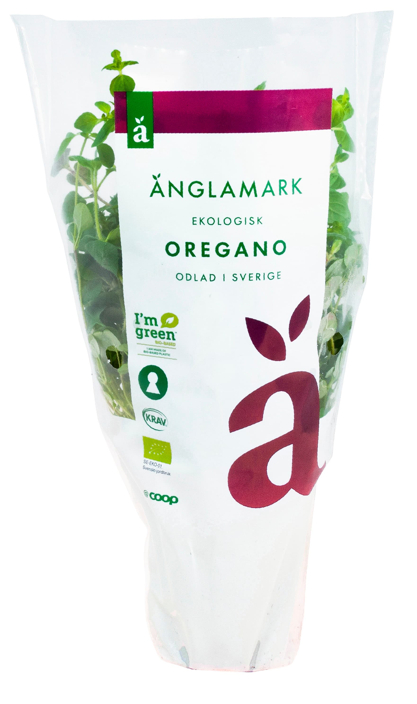 Oregano Eko Kruka