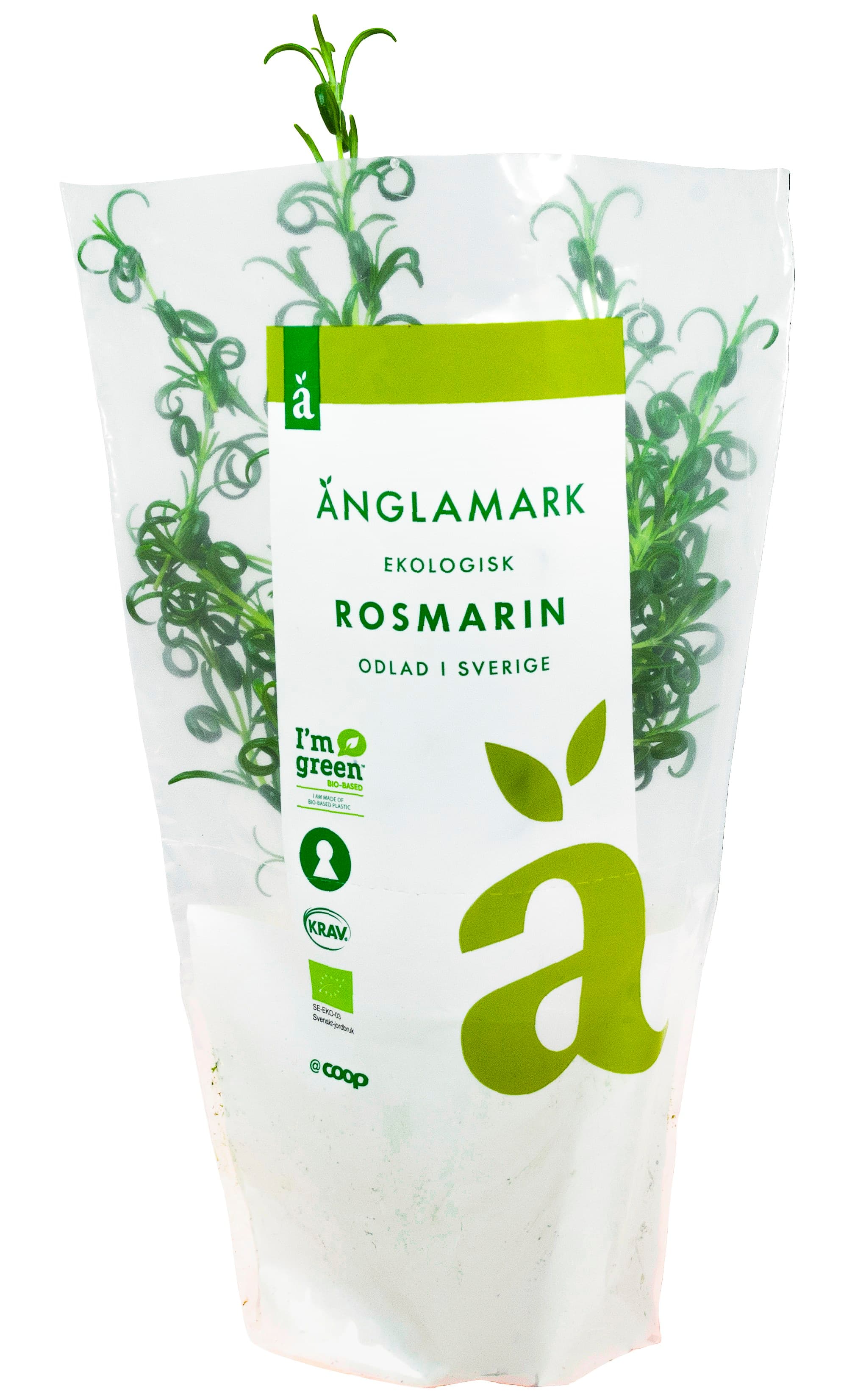 Rosmarin Kruka Eko