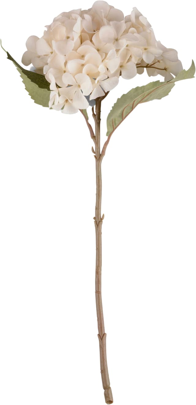 Sidenblomma Hortensia