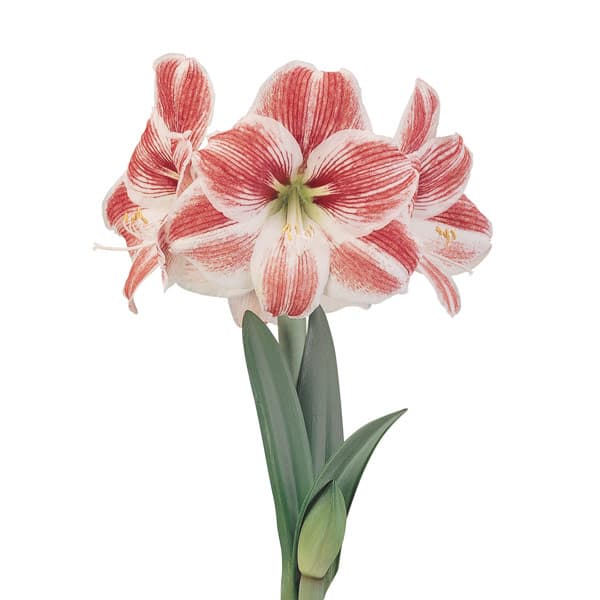 Amaryllis Randig