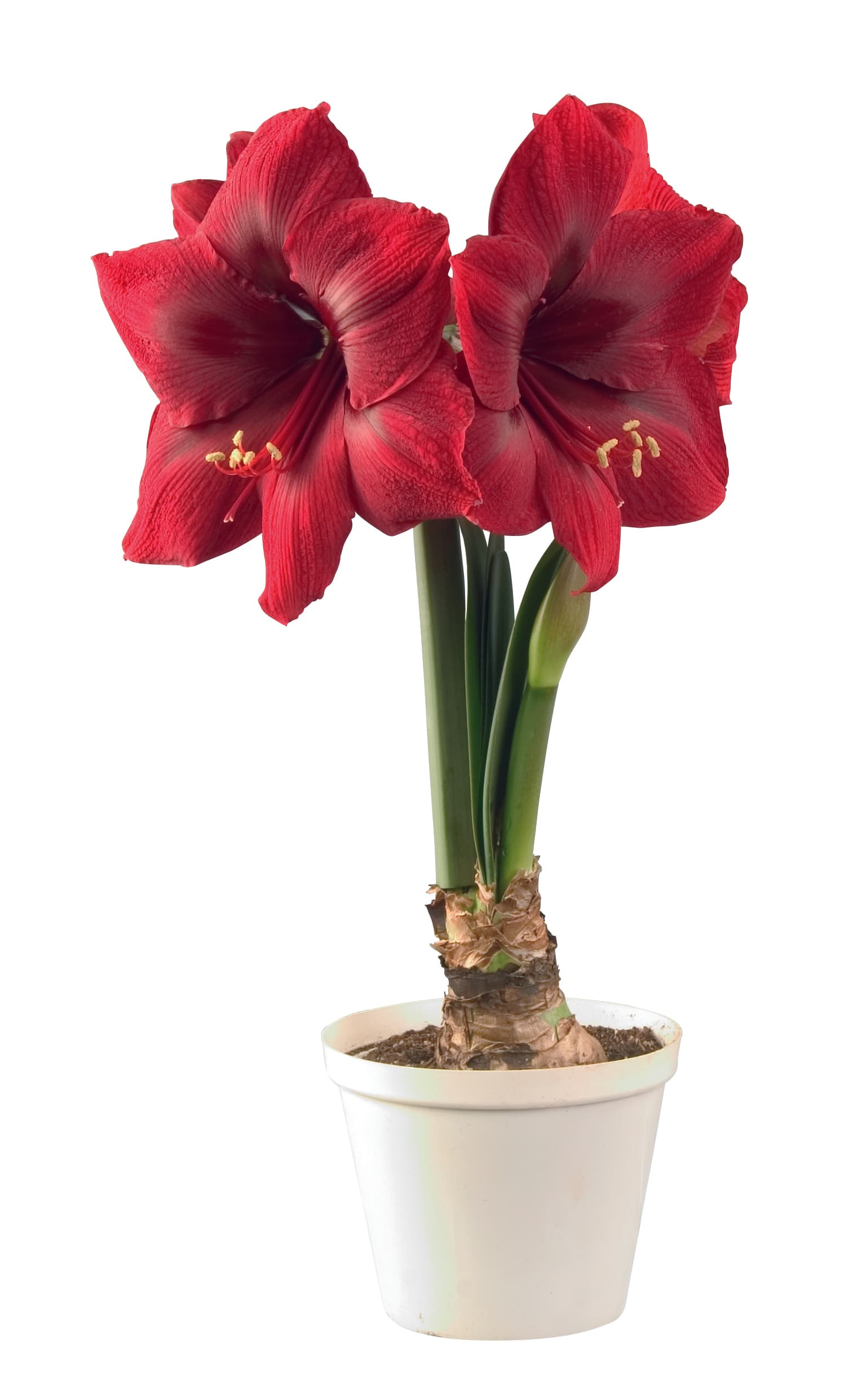 Amaryllis Mörkröd