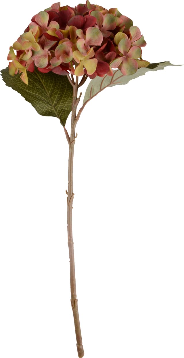 Sidenblomma Hortensia