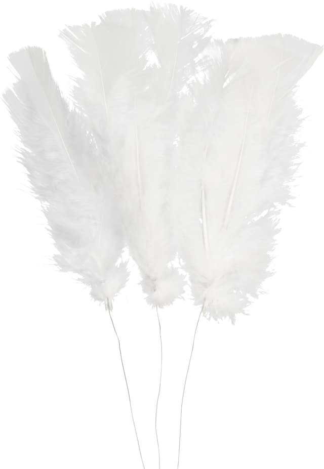 Fjäderblomma Vit