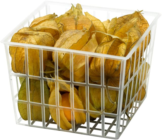 Physalis