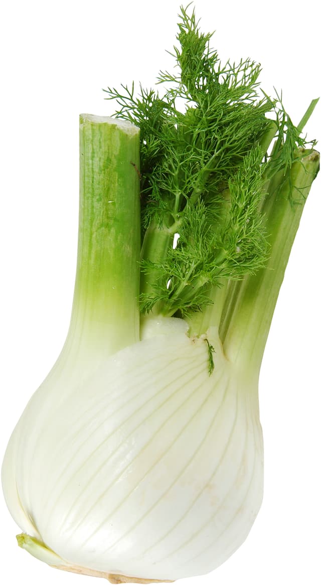 Fänkål