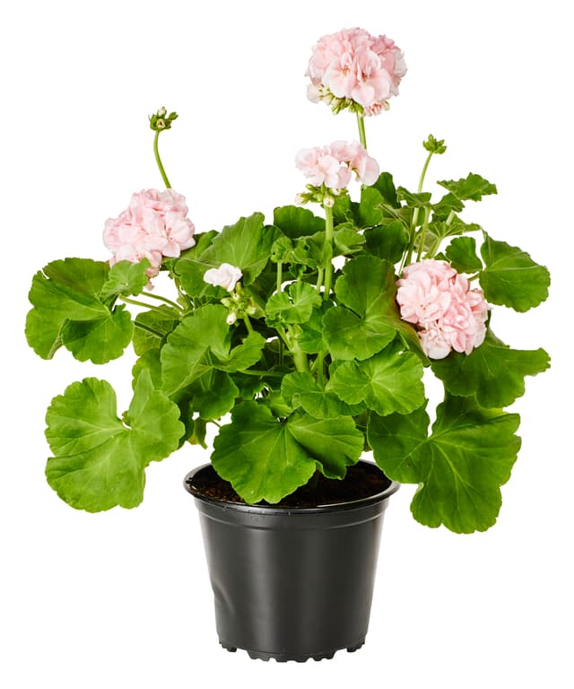 Pelargon Mårbacka Rosa
