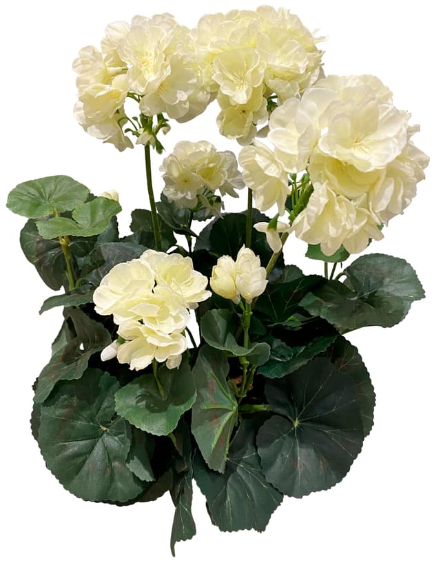 Pelargon Siden
