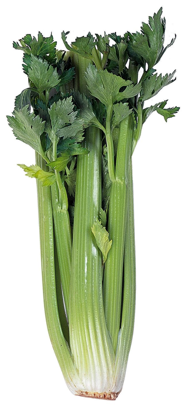Stjälkselleri