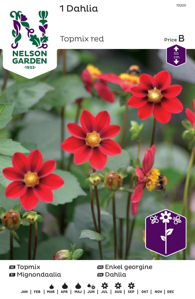 Vårlök Dahlia Låg Röd