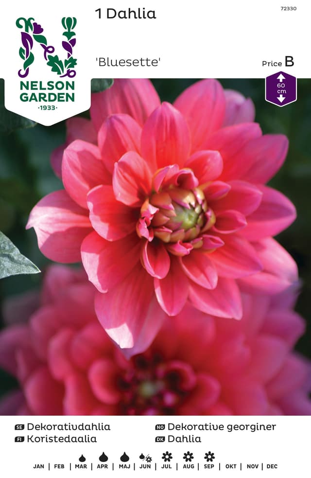 Vårlök Dekorativdahlia Låg Purpurrosa