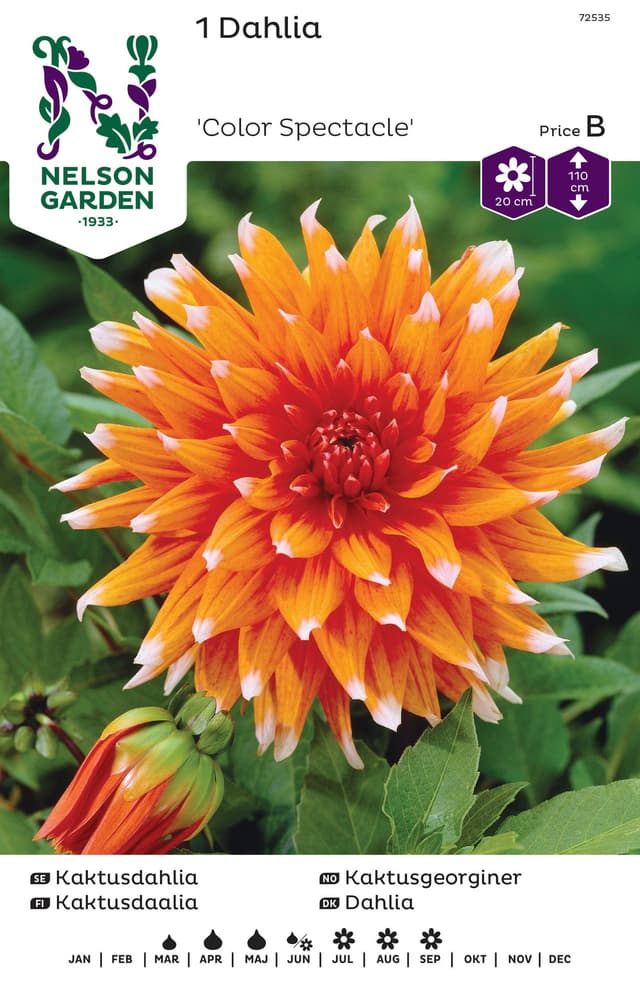 Vårlök Kaktusdahlia Hög Orange