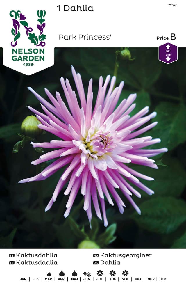 Vårlök Kaktusdahlia Låg Rosa