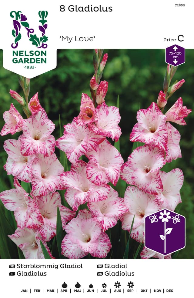 Vårlök Gladiol Storblommig Vit M Rosa