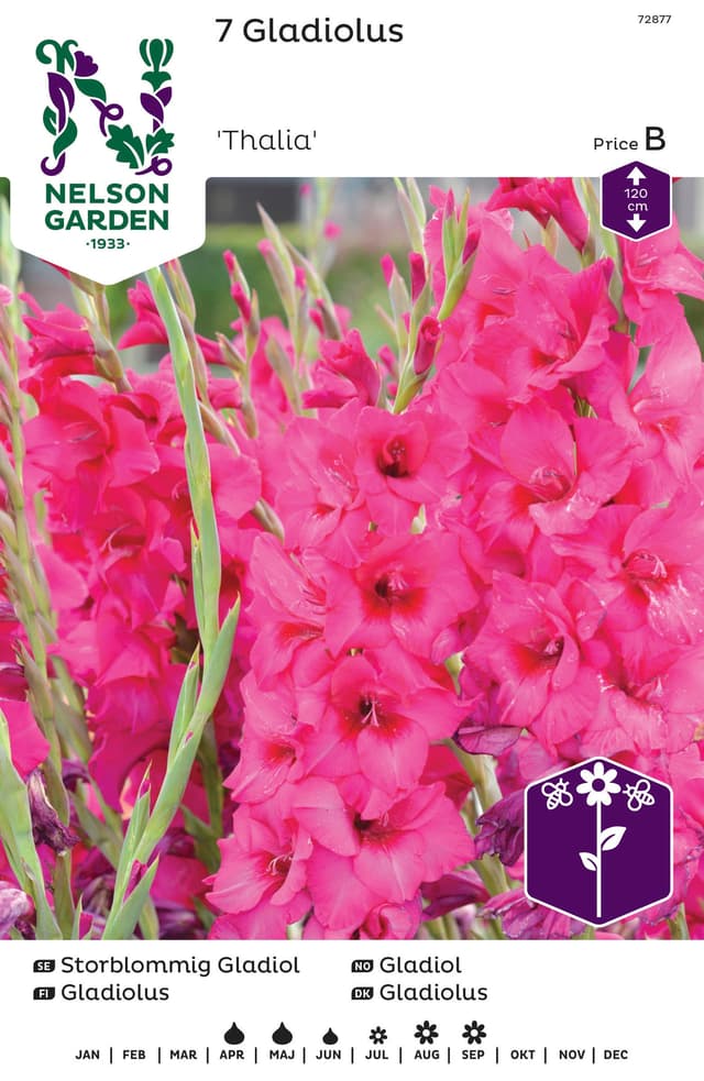 Vårlök Gladiol Storblommig Rosa