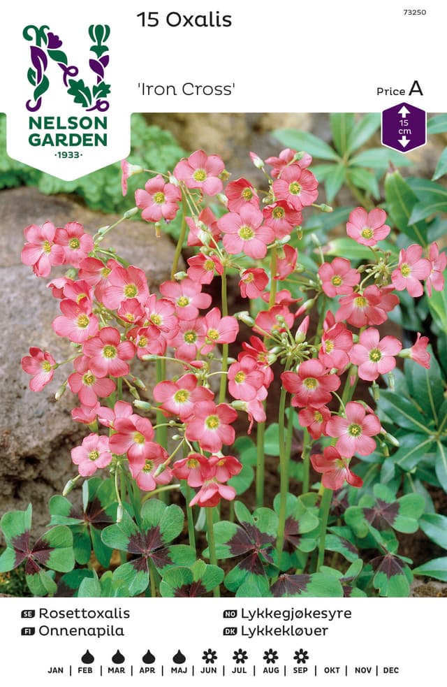 Vårlök Rosettoxalis Rosa