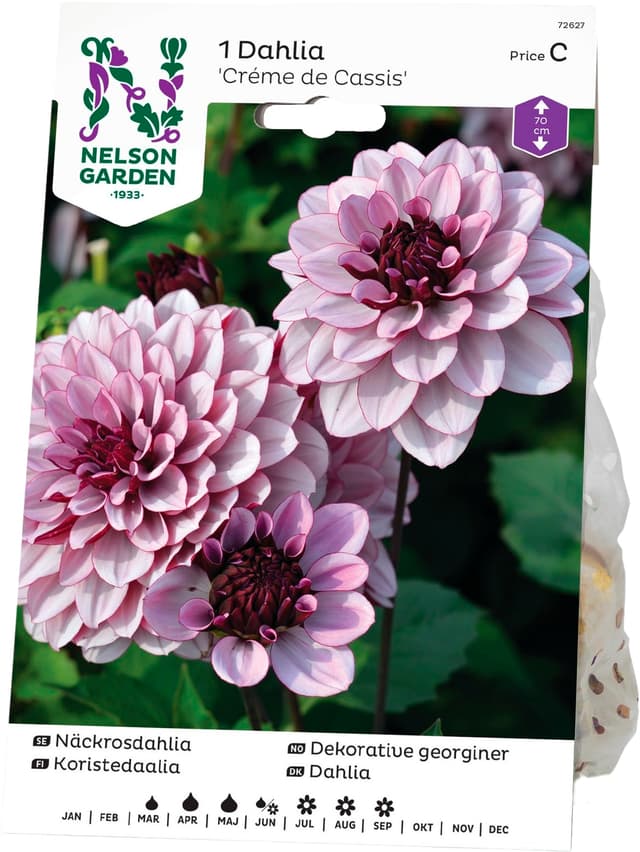 Vårlök Dahlia Låg Näckros