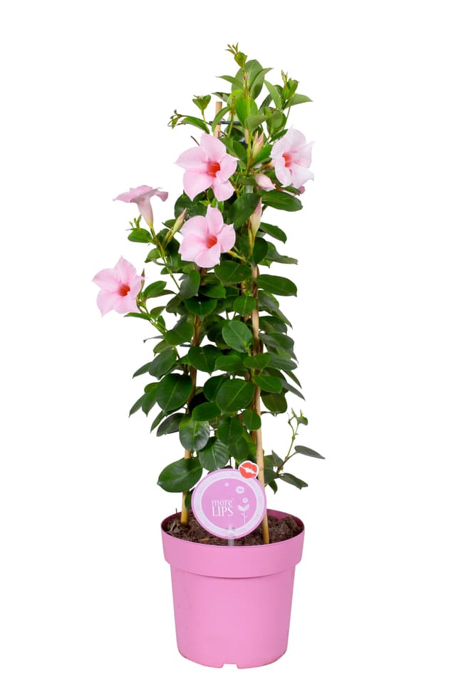 Mandevilla