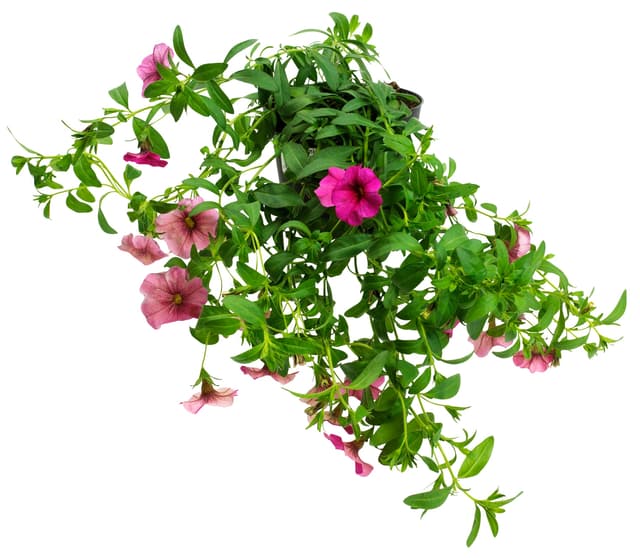 Petunia Million Bells