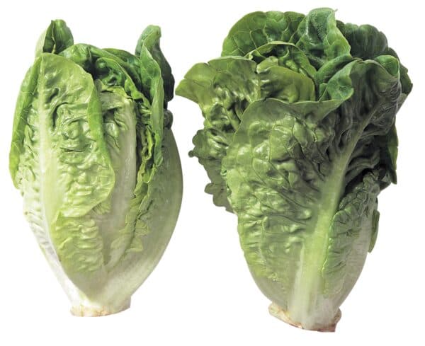 Babysallad