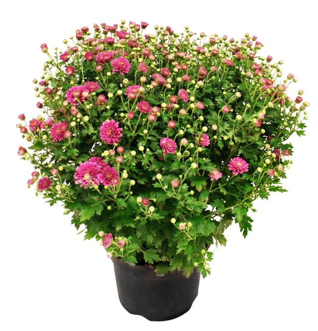 Chrysanthemumboll