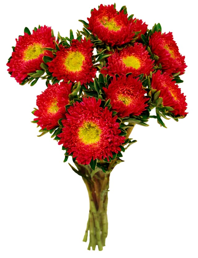 Aster Bunt
