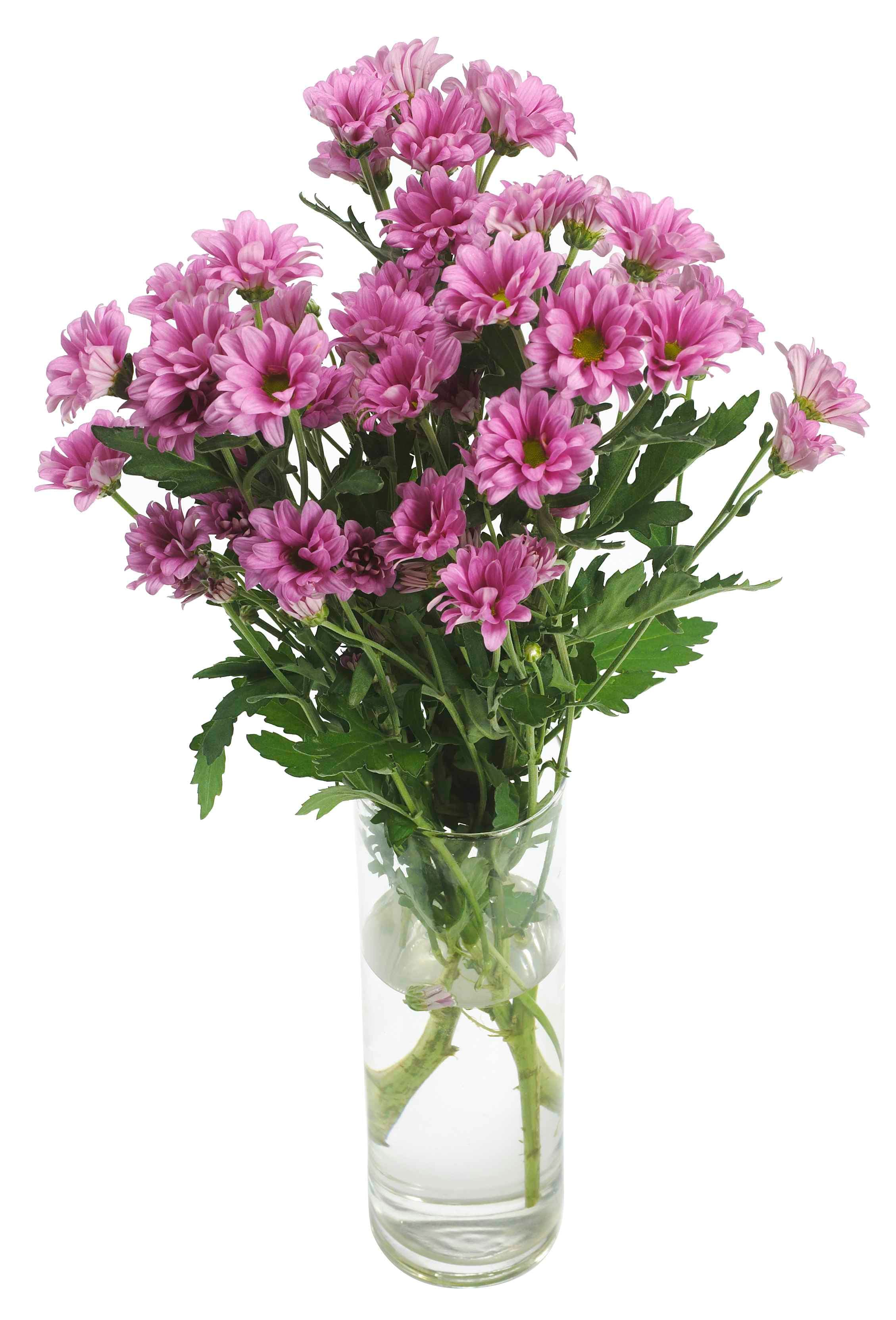 Krysantemum