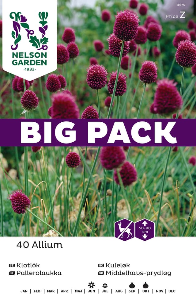 Klotlök Allium BigPack