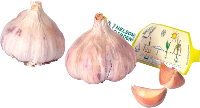 Vitlök Germidour