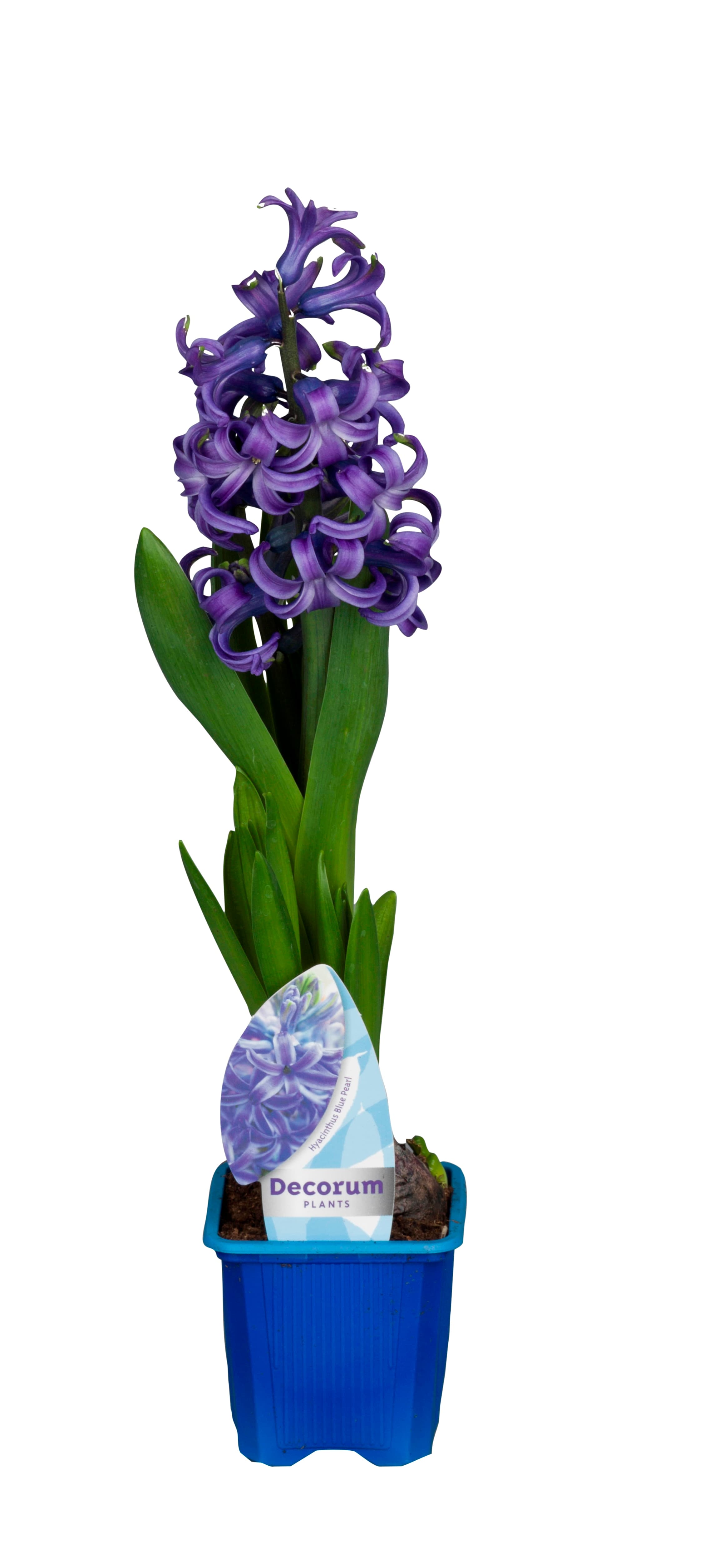 Hyacint blå