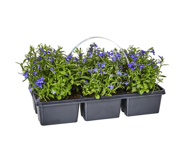 Lobelia