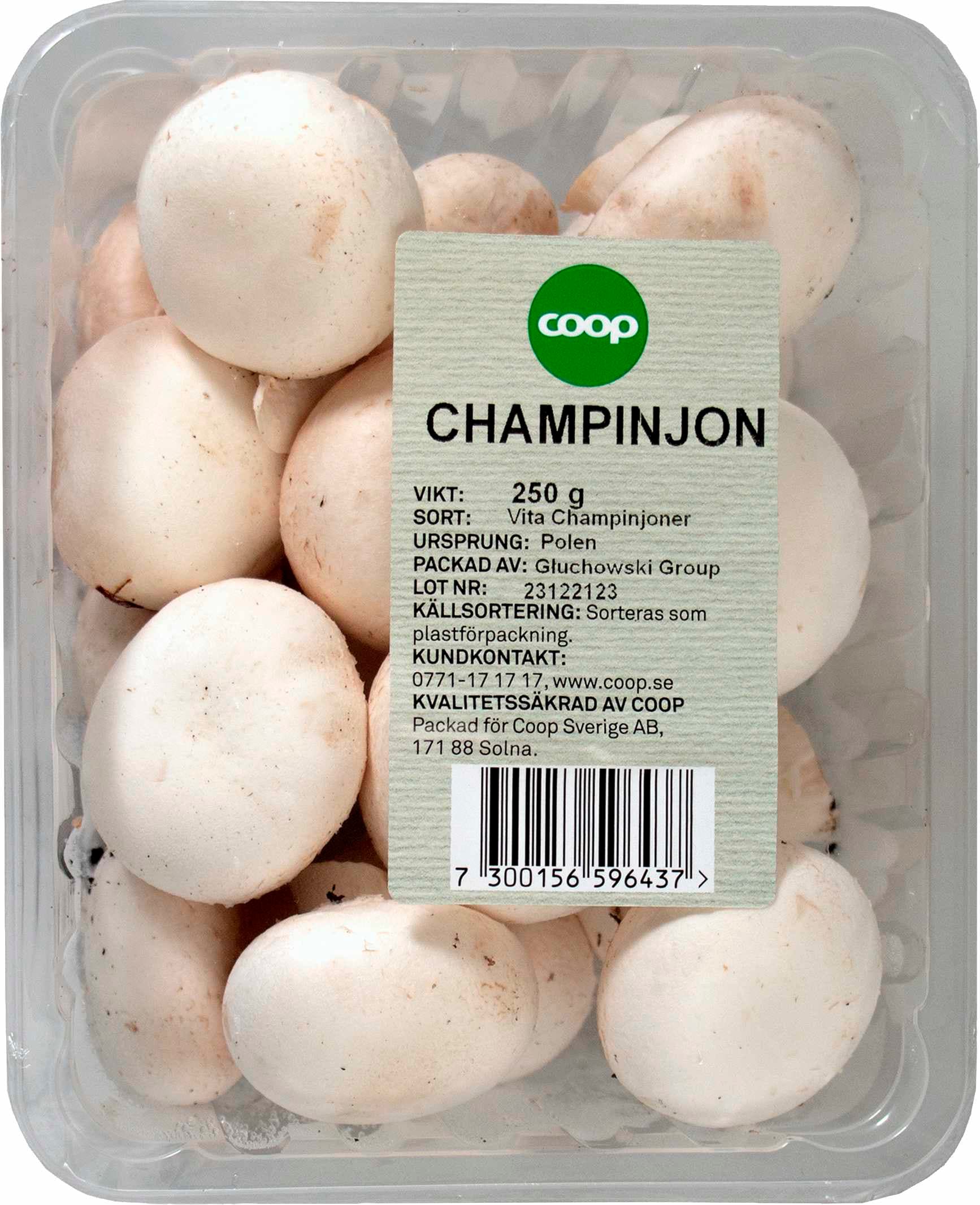 Champinjon