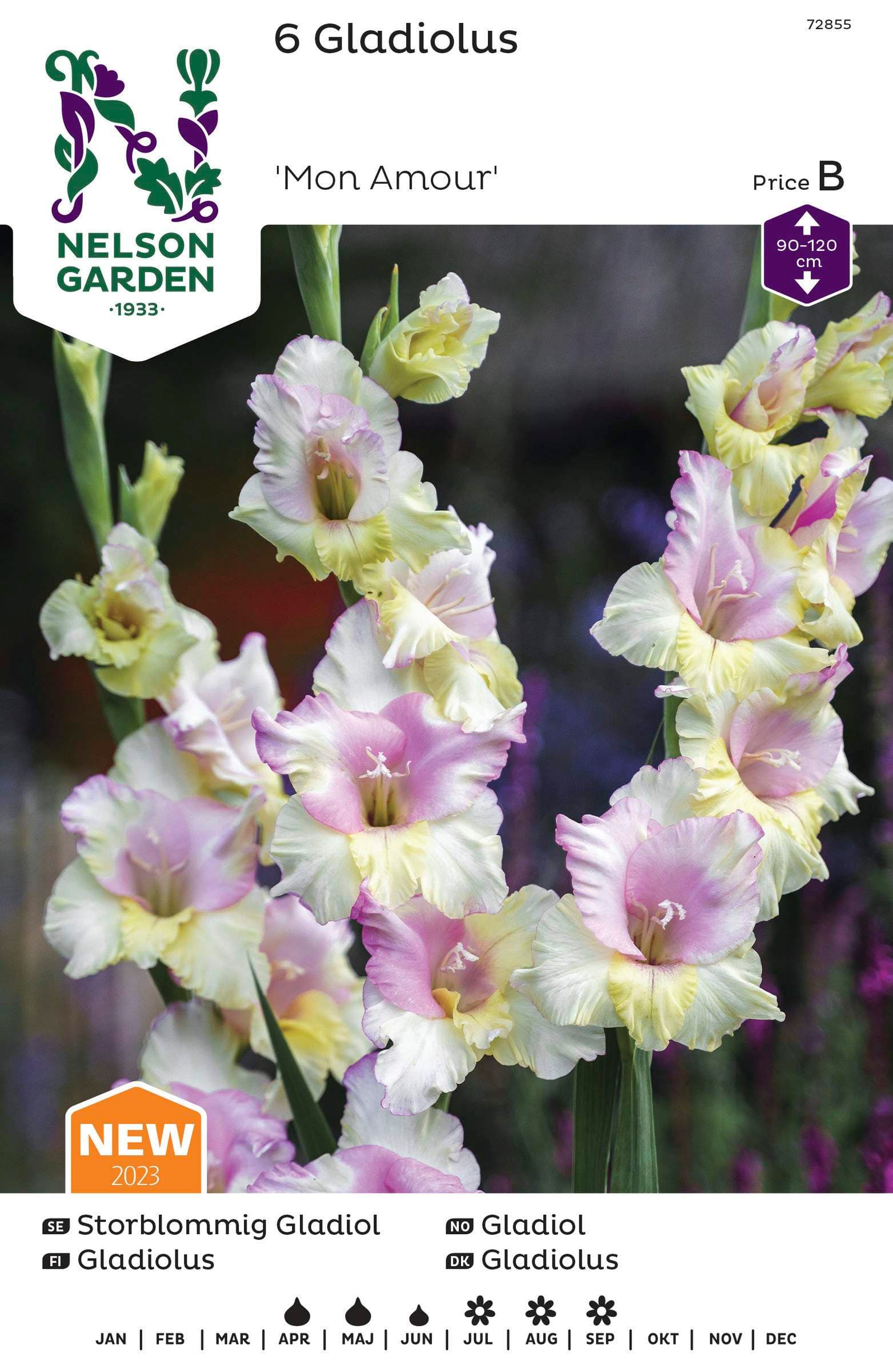 Vårlök Gladiol Storblommig Vit Rosa