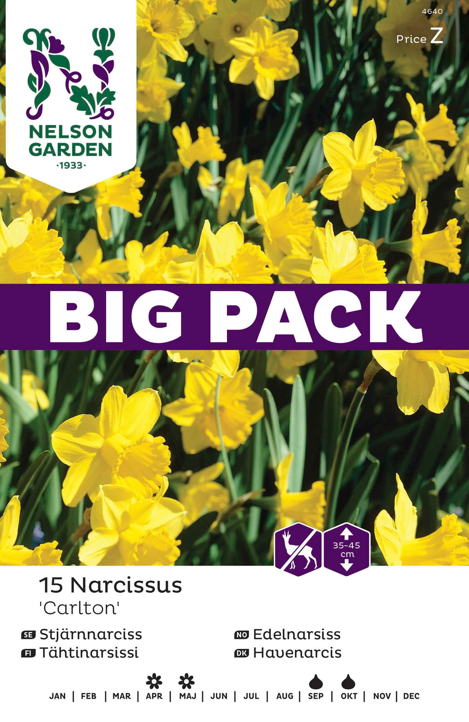 Höstlök Stjärnnarciss Carlton BigPack