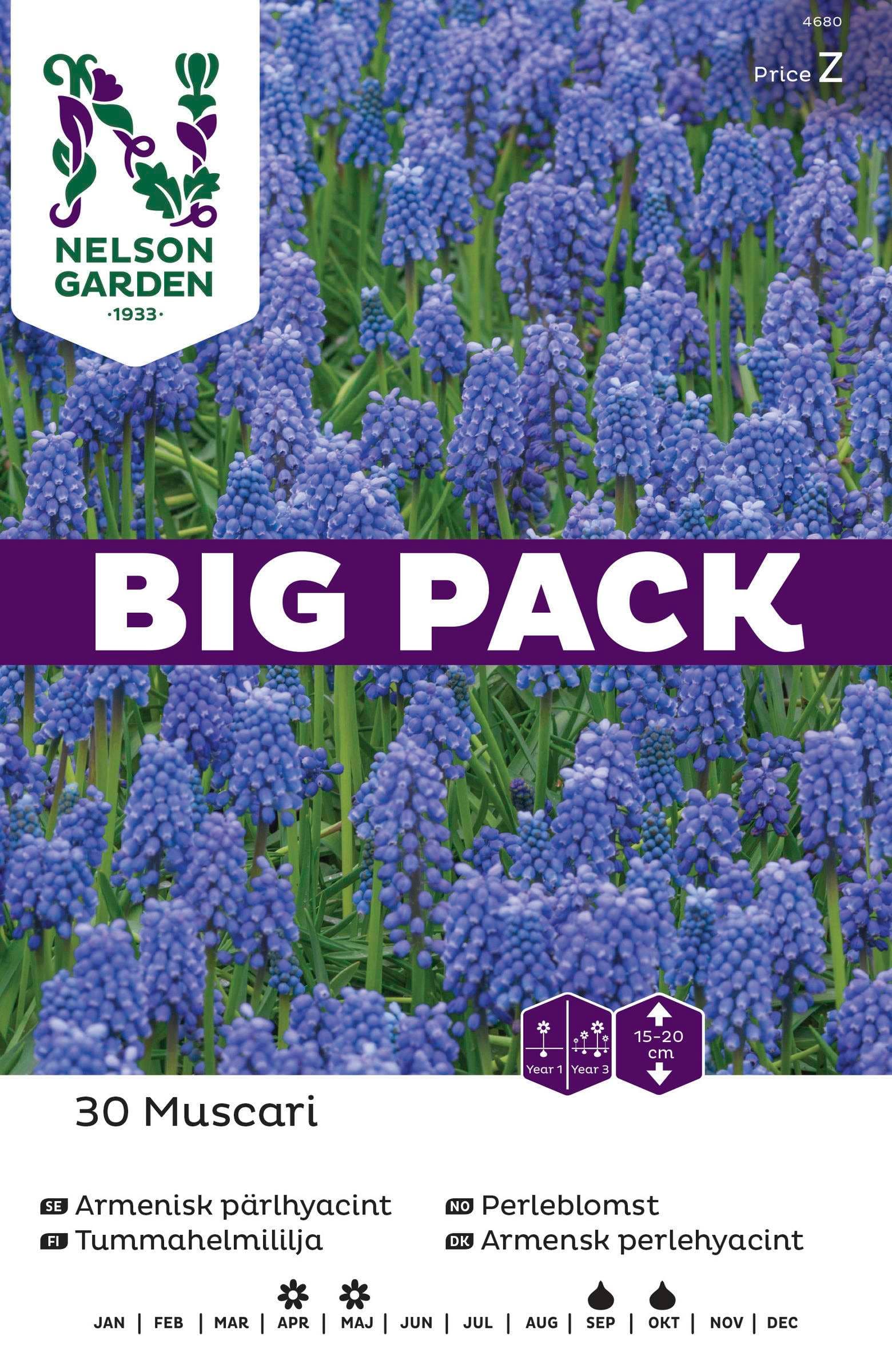 Höstlök Pärlhyacint Armenisk BigPack