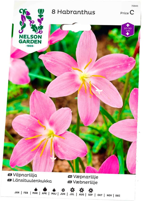 Vårlök Väpnarlilja Habranthus Robustus Rosa