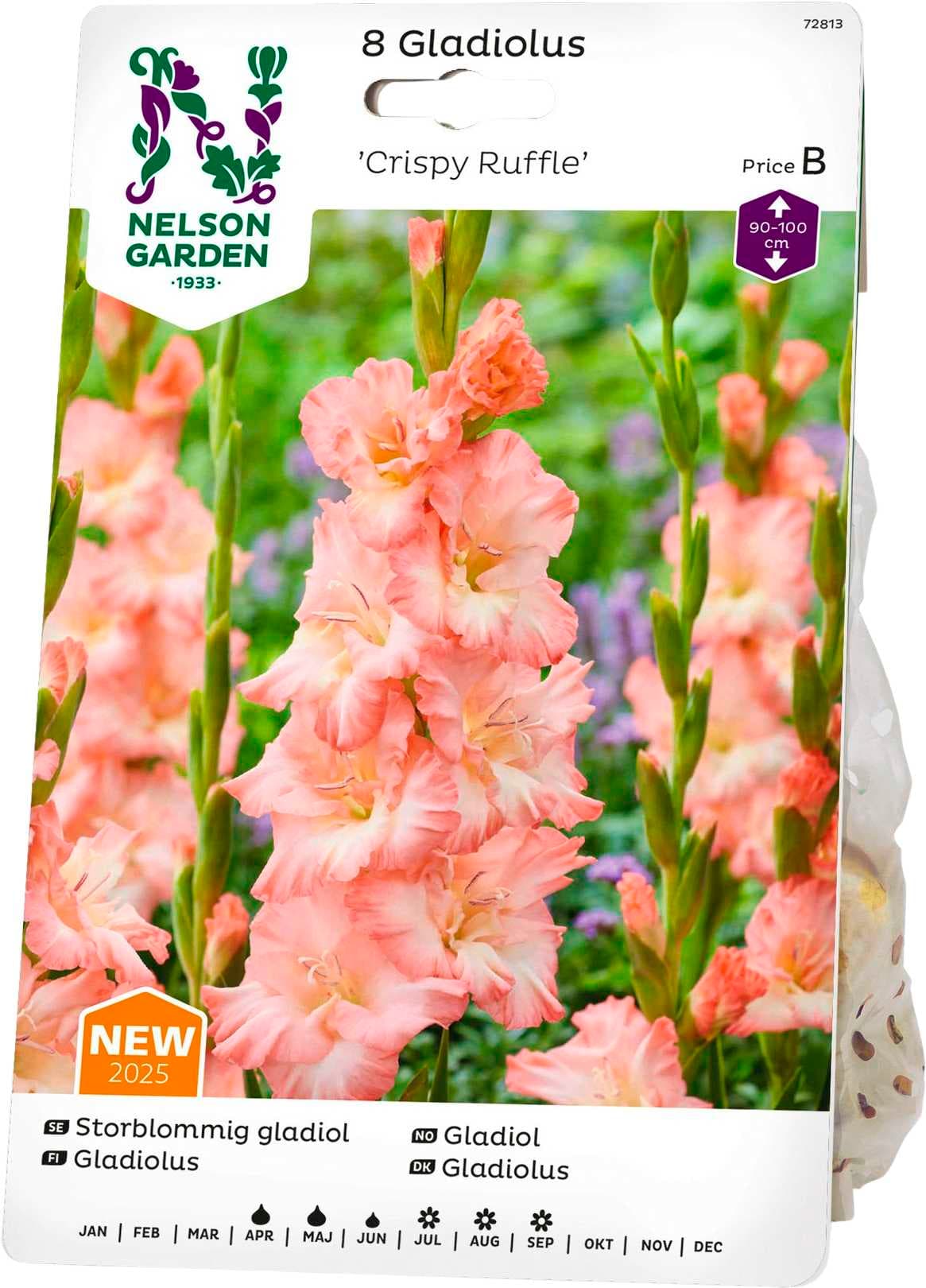 Vårlök Gladiol Storblommig Crispy Ruffle