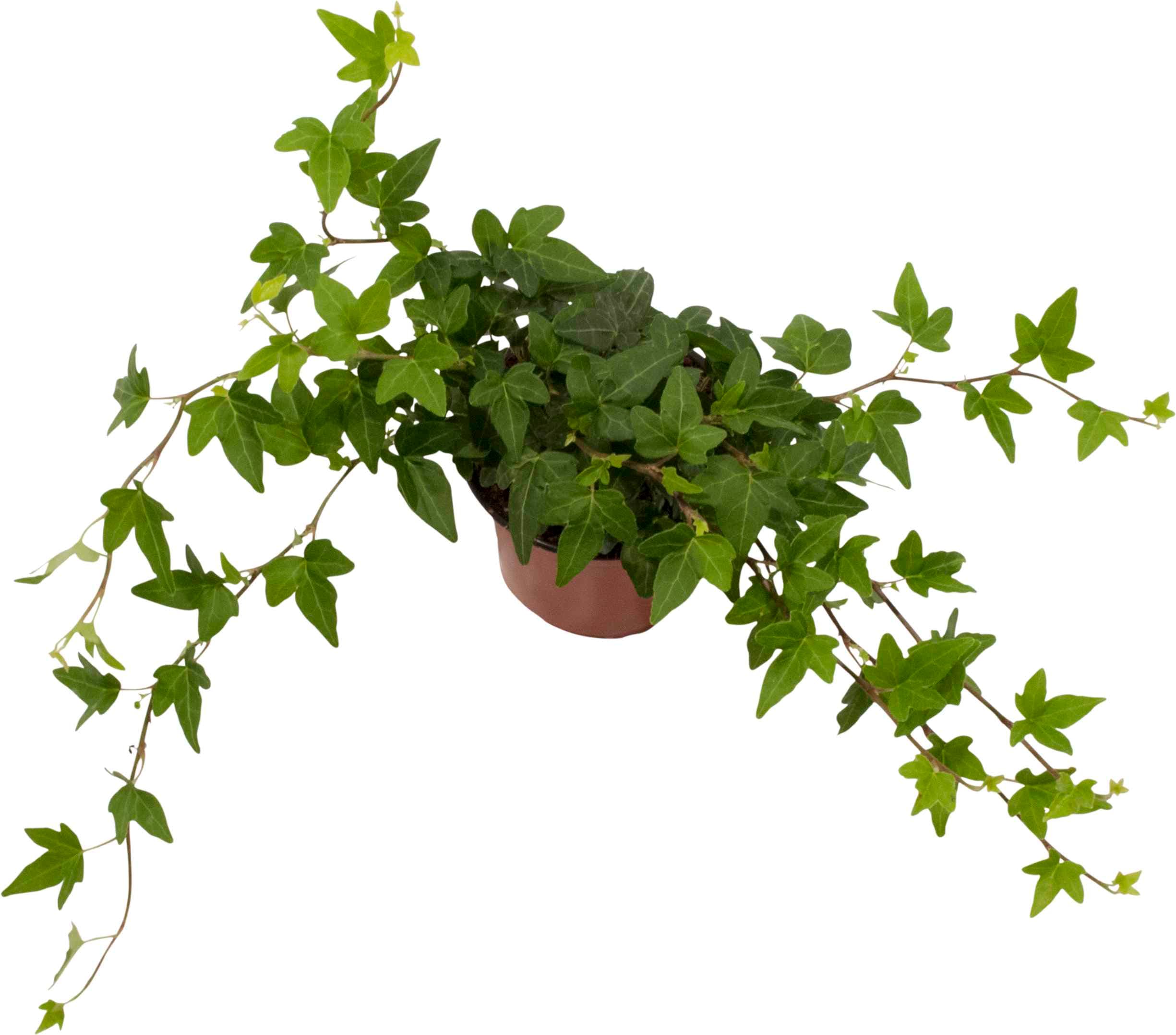 Murgröna