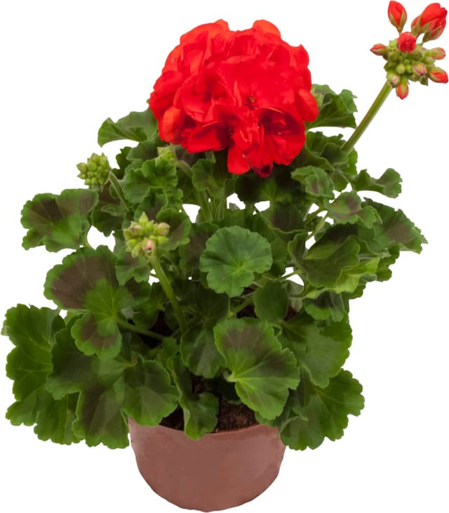 Pelargon Zonale