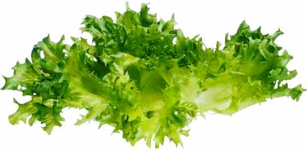 Krispsallat