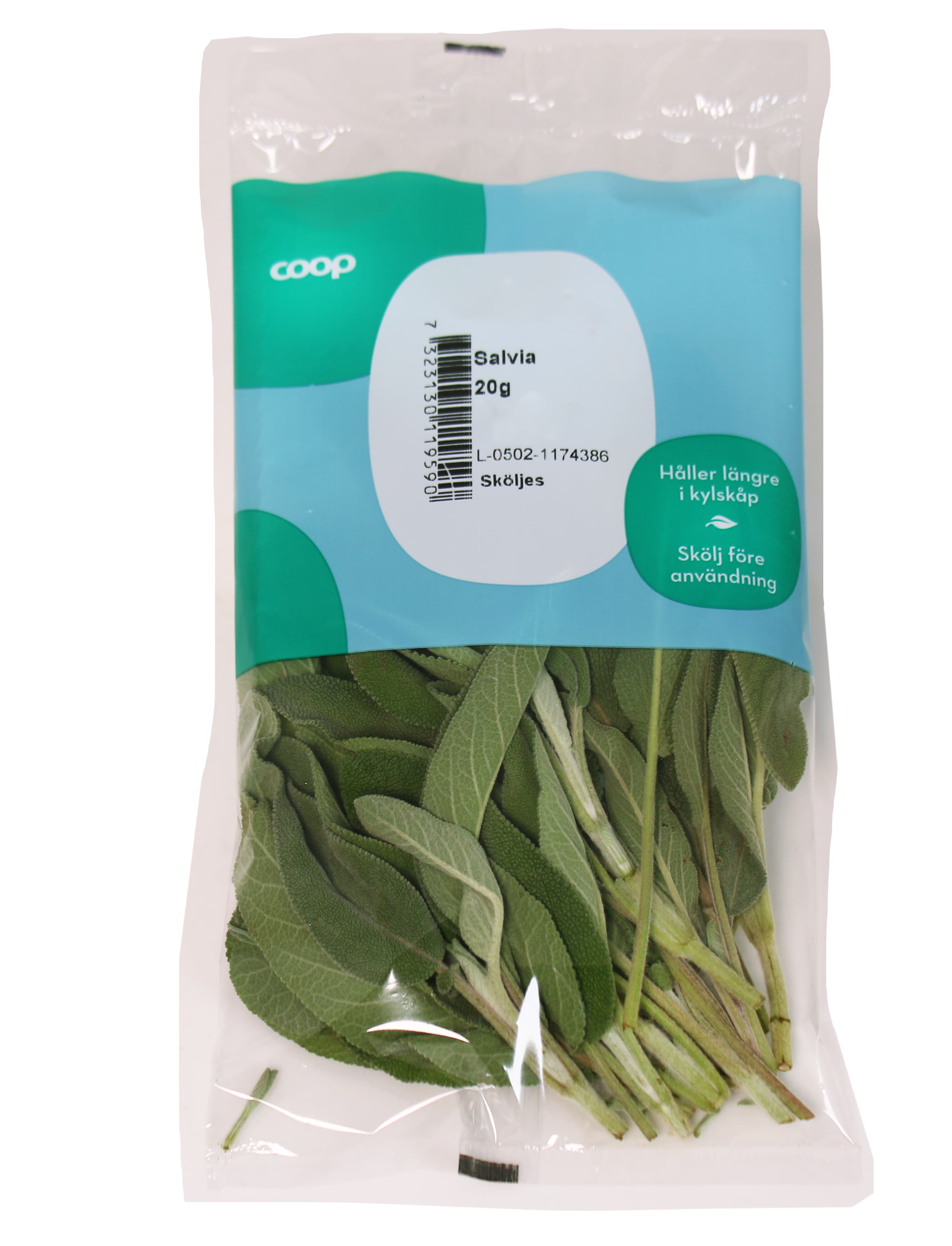 Salvia