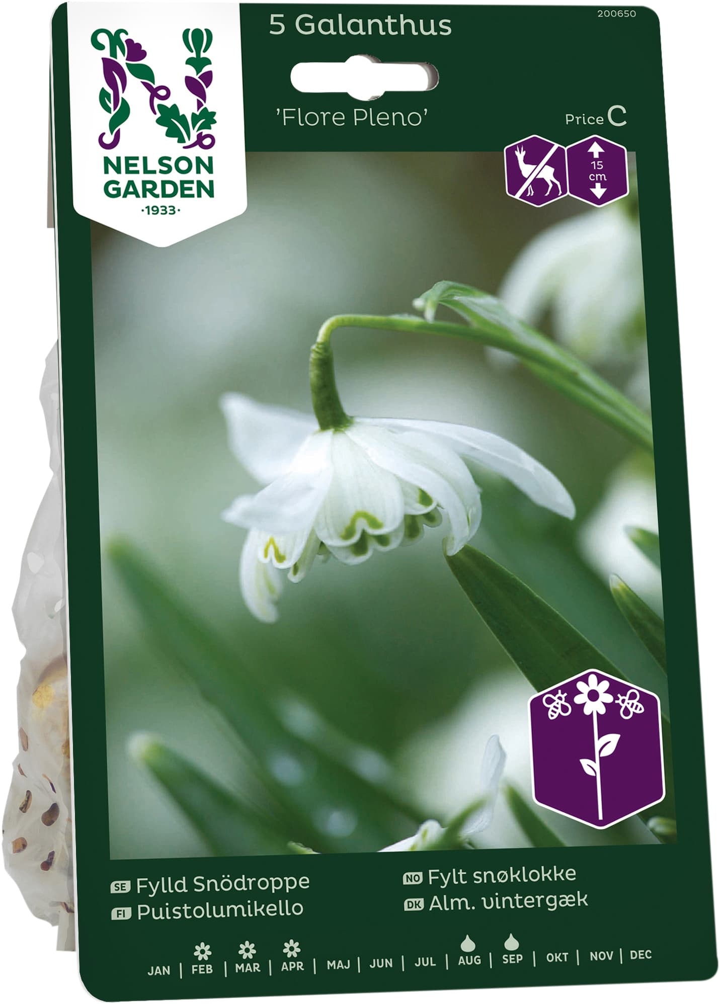 Höstlök Fylld Snödroppe Flore Pleno
