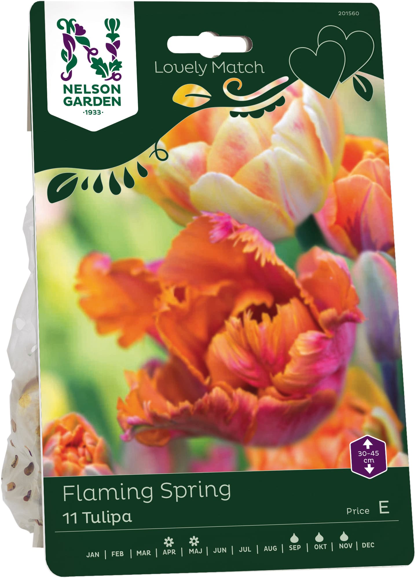 Höstlök Tulpan Flaming Spring