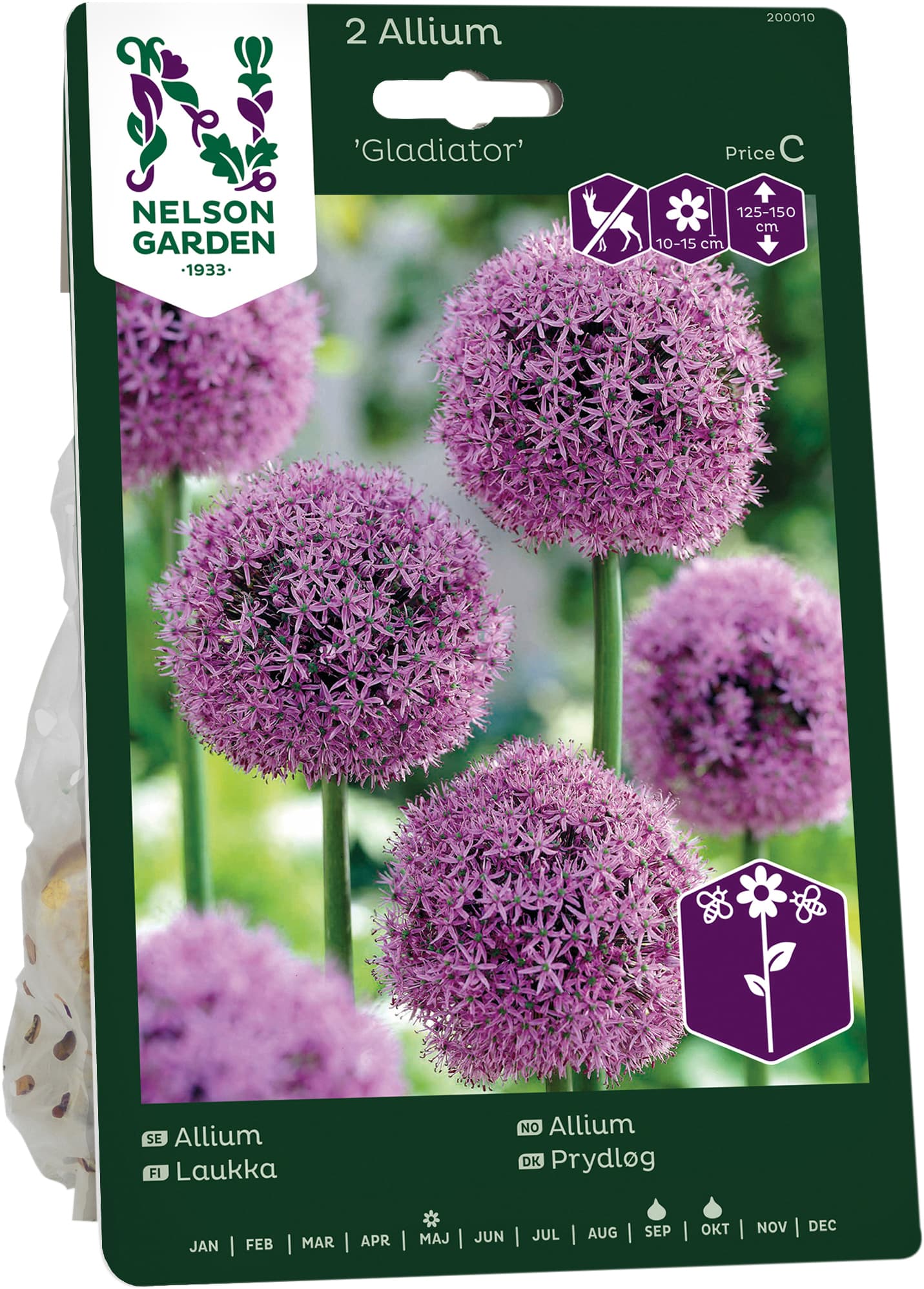 Höstlök Allium Gladiator