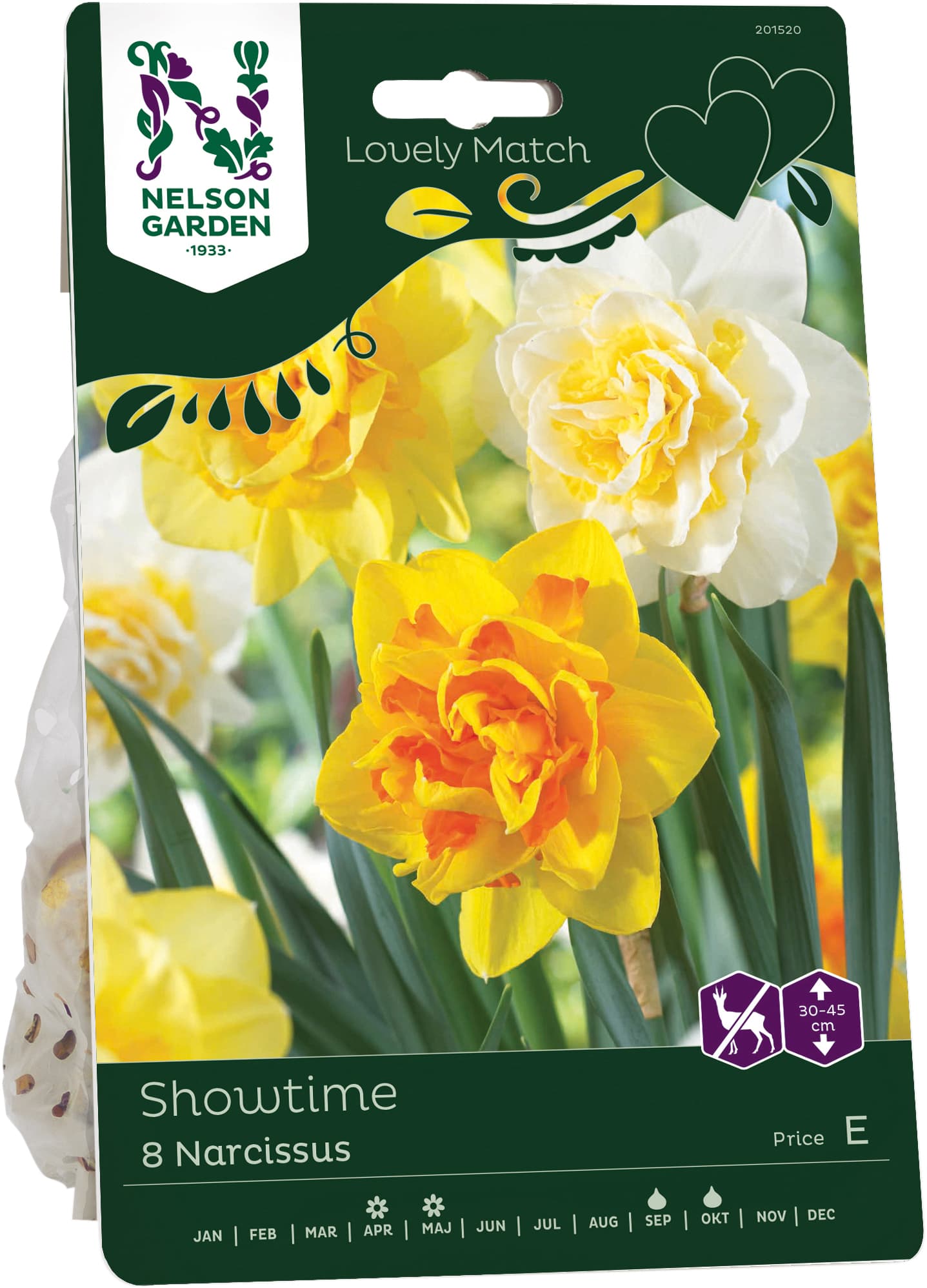 Höstlök Narcissus Showtime