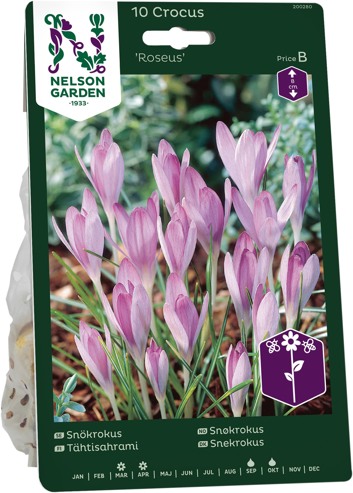 Höstlök Snökrokus Roseus
