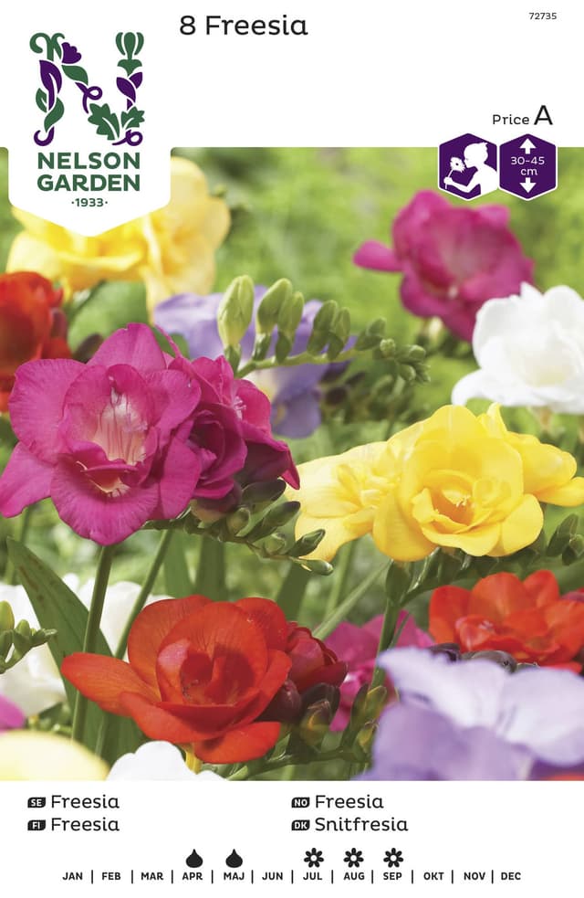 Vårlök Freesia Dubbel Blandade Färger