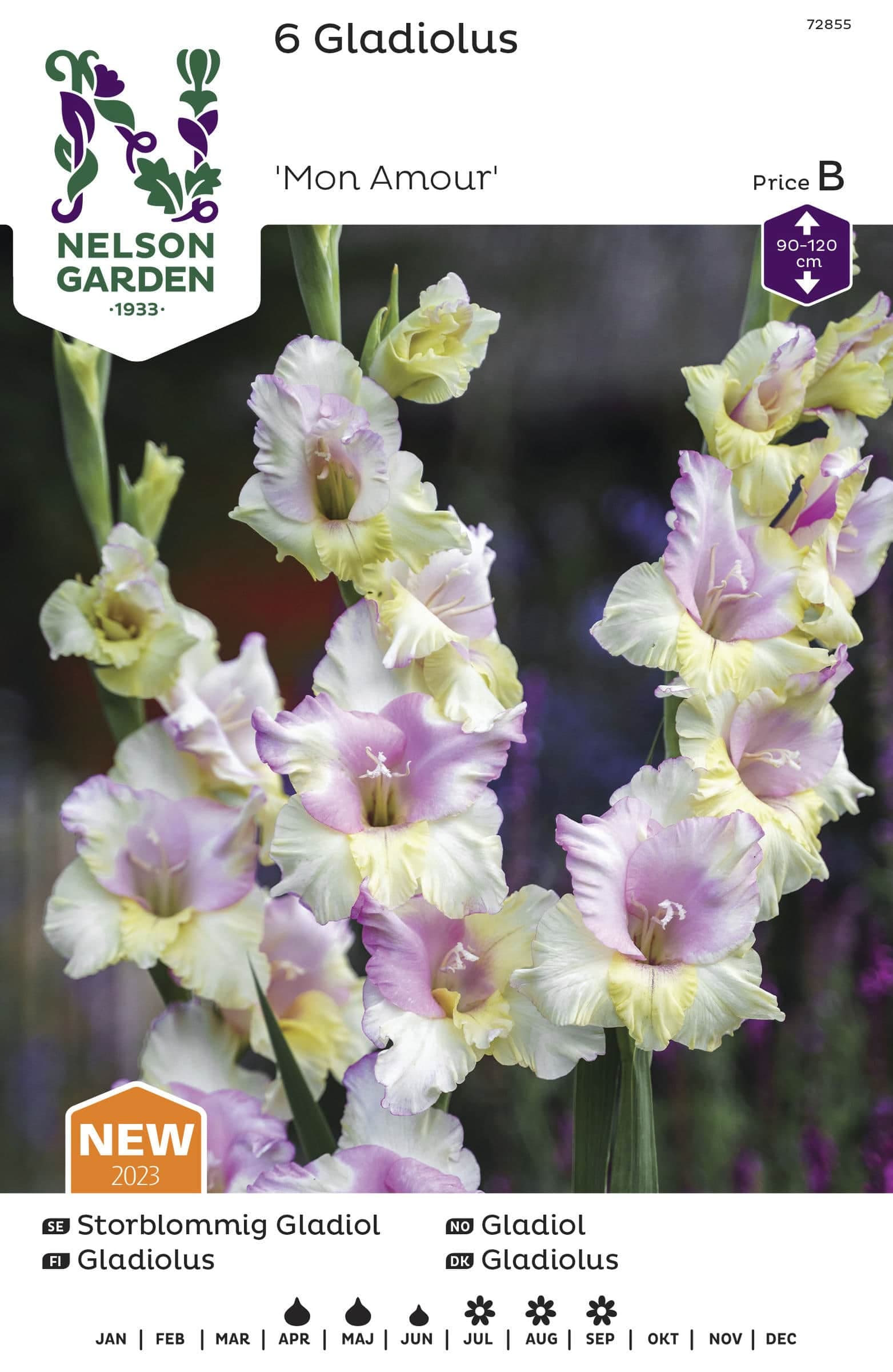 Vårlök Gladiol Storblommig Vit Rosa